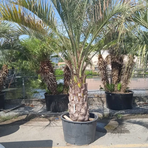 Butia capitata (Cocos australis)