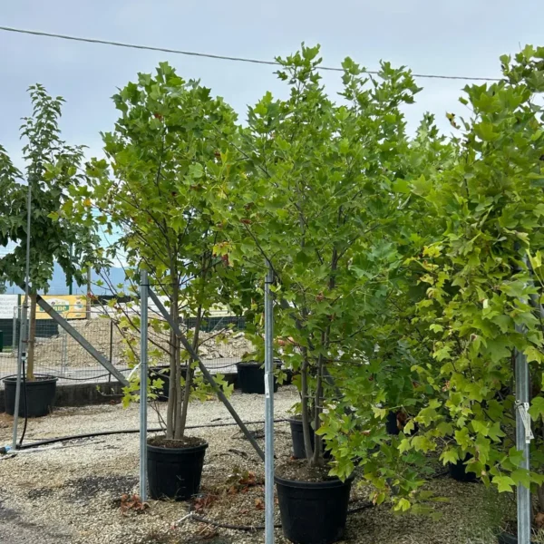 Liriodendron tulipifera (Tulipanovec)