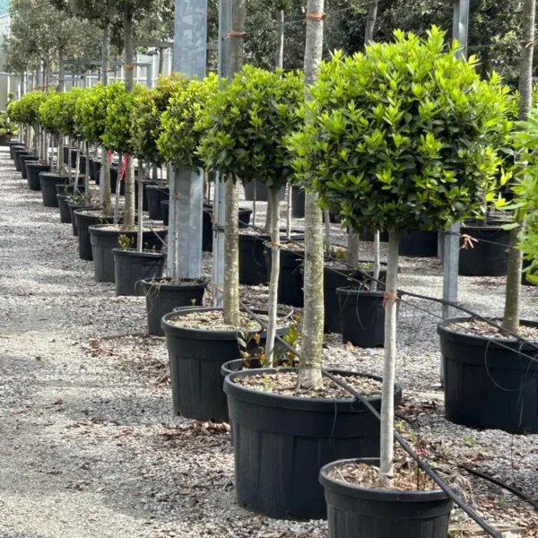 Laurus nobilis (Navadni lovor na steblu)