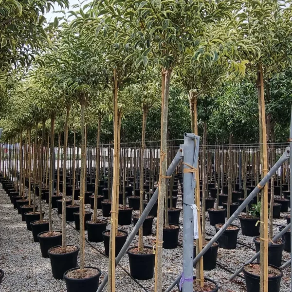 Ligustrum lucidum 'Excelsum Superbum' (Kitajski liguster)