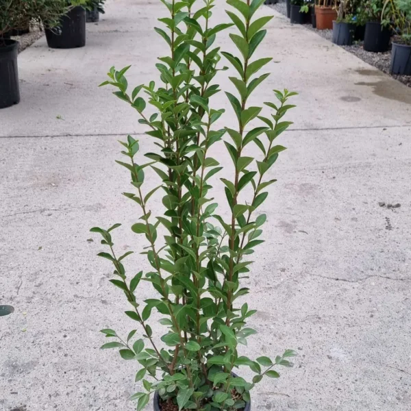 Ligustrum ovalifolium (Jajčastolistna kalina)