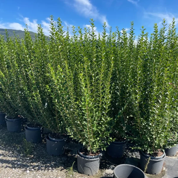 Ligustrum ovalifolium (Jajčastolistna kalina)