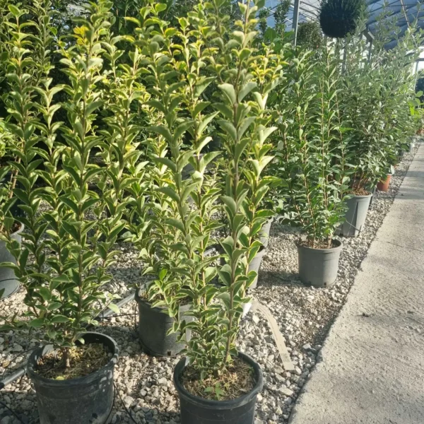 Ligustrum Ovalifolium Aureum (Ovalni liguster Aureum)
