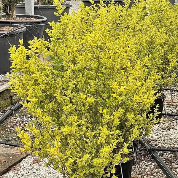 Ligustrum Ovalifolium Aureum (Ovalni liguster Aureum)