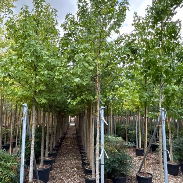 Liquidambar styraciflua (Ameriški ambrovec)