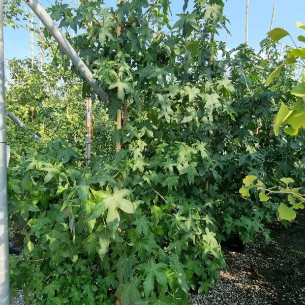 Liquidambar styraciflua (Ameriški ambrovec)