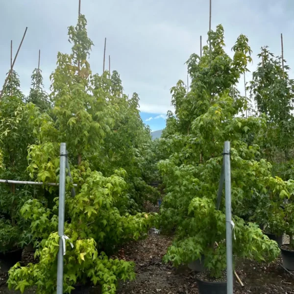 Liquidambar styraciflua (Ameriški ambrovec)