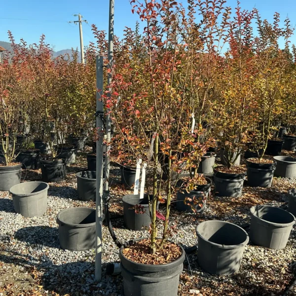 Lagerstroemia Caroline Beauty (Lagerstremija)