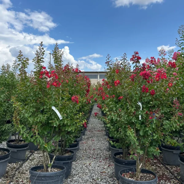 Lagerstroemia indica 'Dynamite' (Indijski lila Na steblu)