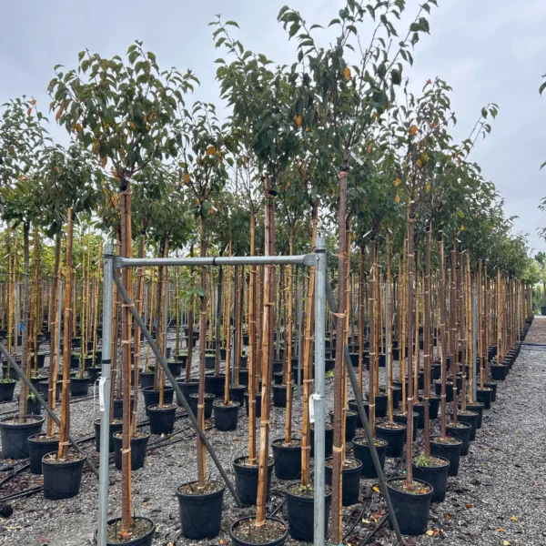 Prunus yedoensis (Japonska češnja)