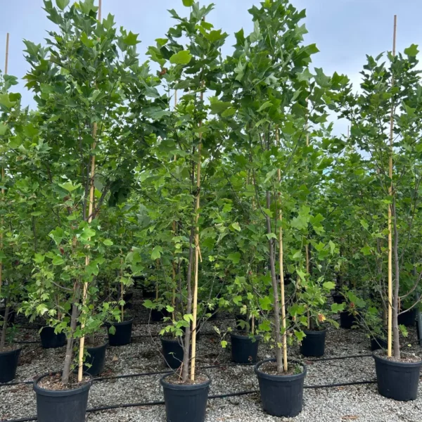 Liriodendron tulipifera (Tulipanovec)