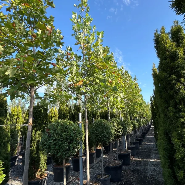 Liriodendron tulipifera (Tulipanovec)