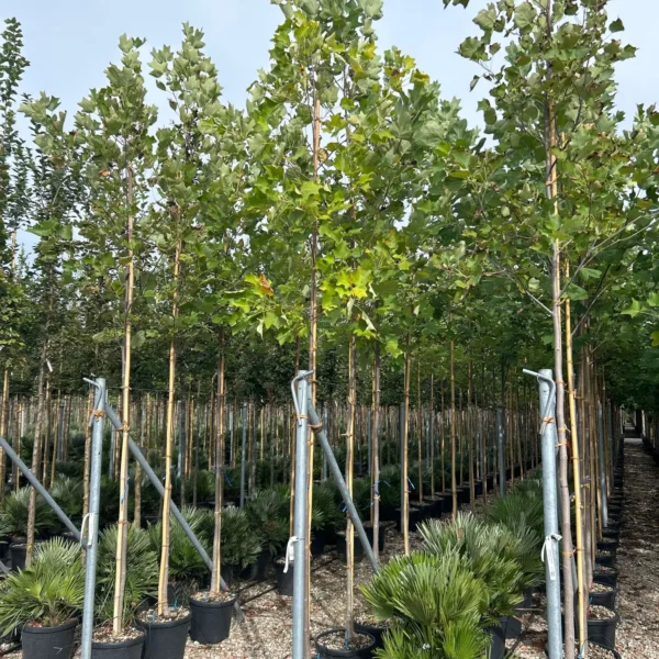 Liriodendron tulipifera (Tulipanovec)