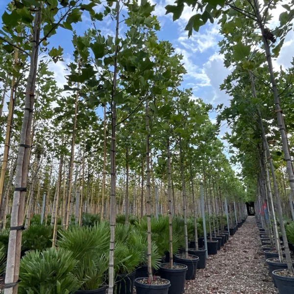 Liriodendron tulipifera (Tulipanovec)