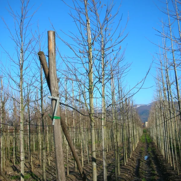 Liriodendron tulipifera (Tulipanovec)