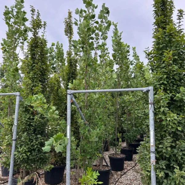 Liriodendron tulipifera 'Fastigiata' (Stebrasti tulipanovec)