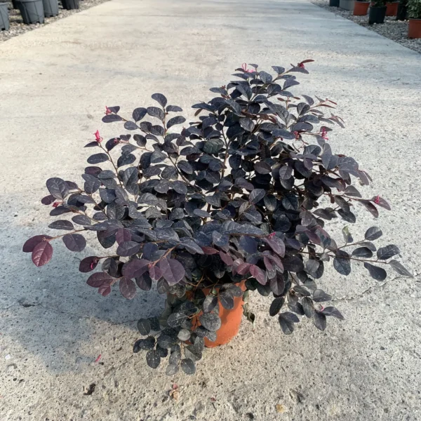 Loropetalum chinense 'Black Pearl' (Loropetalum na steblu)