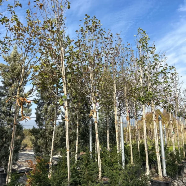 Magnolia 'Galaxy' (Magnolija)