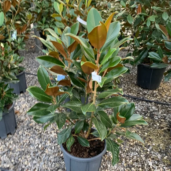 Magnolia grandiflora 'Gallisoniensis' (Velecvetna magnolija)