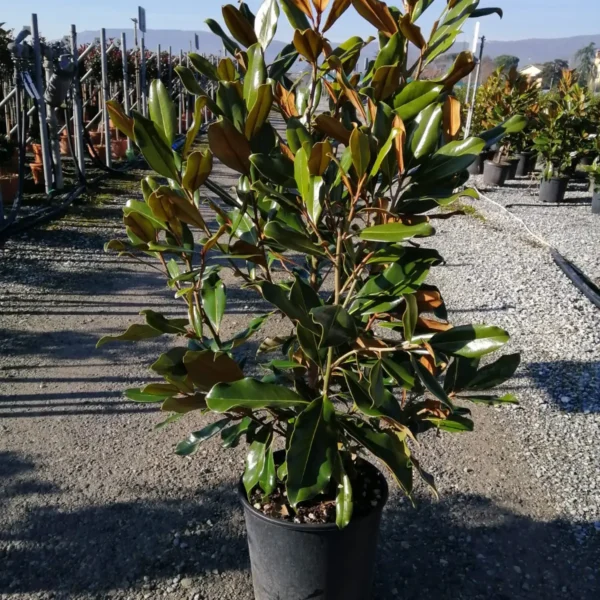 Magnolia grandiflora 'Gallisoniensis' (Velecvetna magnolija)