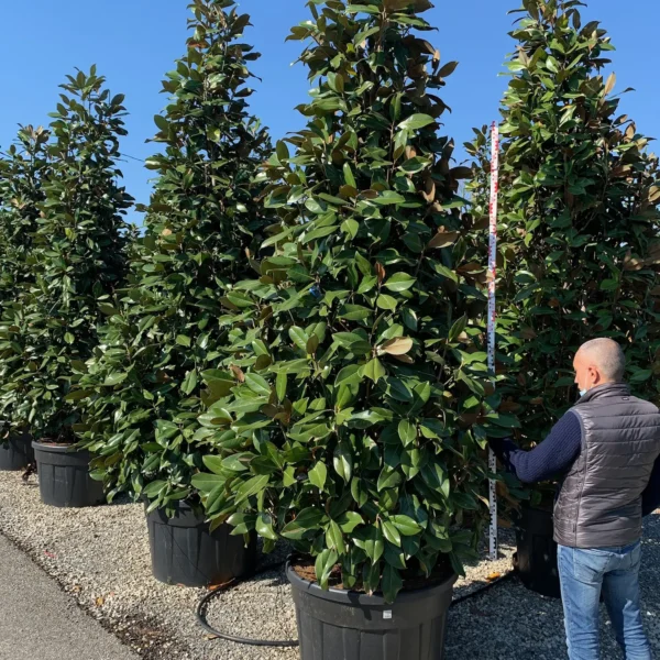 Magnolia grandiflora ‘Galissonniensis’ – EXTRA | limited availability (Velecvetna magnolija)