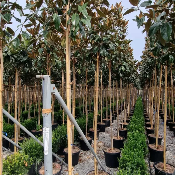 Magnolia grandiflora 'Gallisoniensis'  (Velecvetna magnolija na steblu)