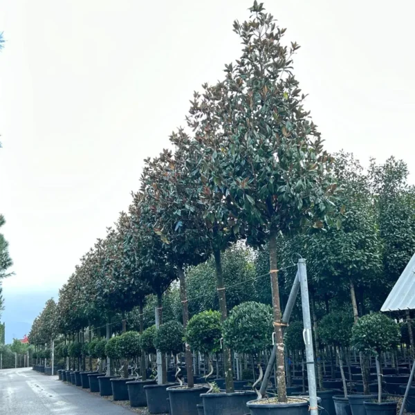 Magnolia grandiflora ‘Galissonniensis’ – EXTRA | limited availability (Velecvetna magnolija)