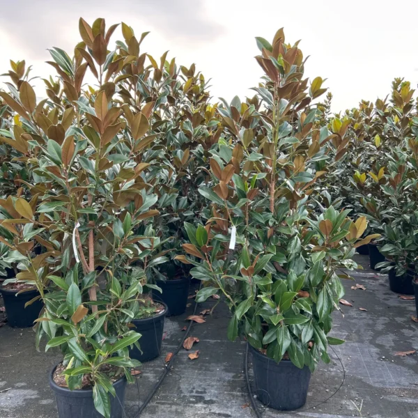Magnolia grandiflora 'Gallisoniensis' (Velecvetna magnolija)