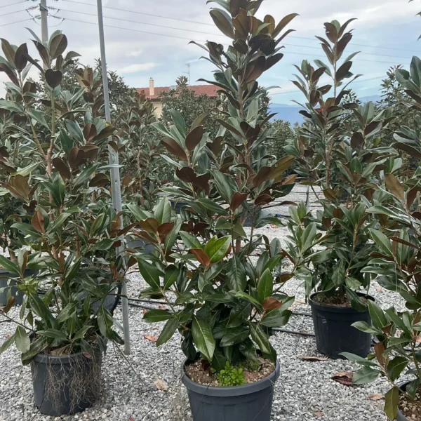 Magnolia grandiflora 'Gallisoniensis' (Velecvetna magnolija)