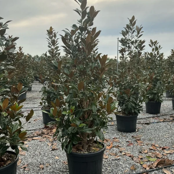 Magnolia grandiflora 'Gallisoniensis'  (Velecvetna magnolija na steblu)