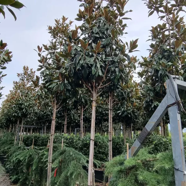 Magnolia grandiflora 'Gallisoniensis'  (Velecvetna magnolija na steblu)
