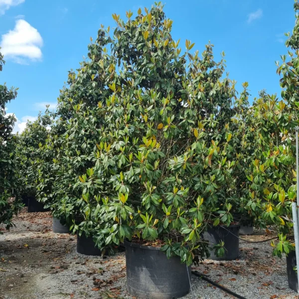 Magnolia grandiflora ‘Galissonniensis’ – EXTRA | limited availability (Velecvetna magnolija)