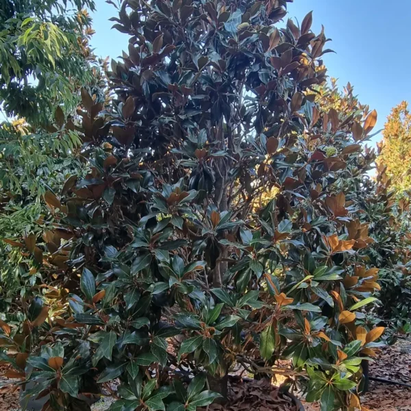 Magnolia grandiflora ‘Galissonniensis’ – EXTRA | limited availability (Velecvetna magnolija)