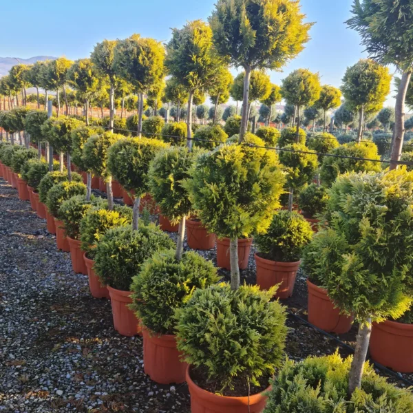 Cupressocyparis leylandii 'Gold Rider ' (Leylandova cipresa)