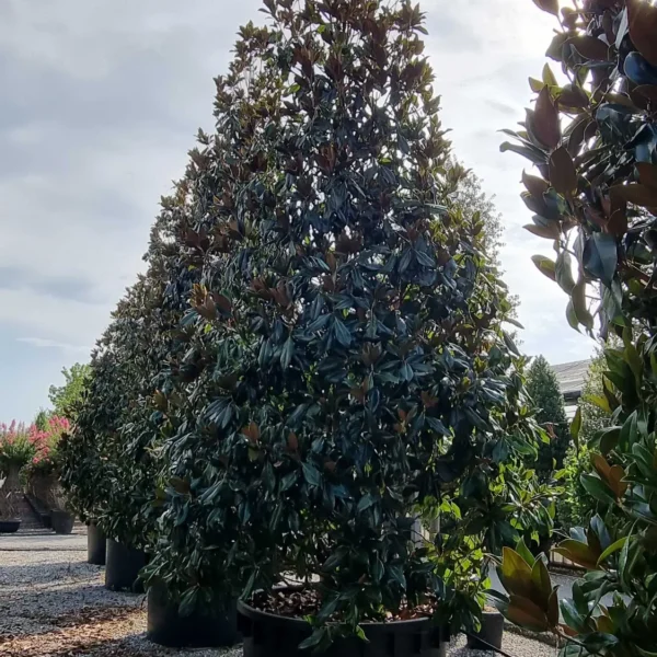 Magnolia grandiflora ‘Galissonniensis’ – EXTRA | limited availability (Velecvetna magnolija)