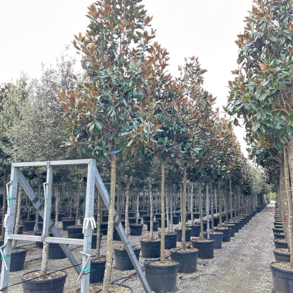 Magnolia grandiflora ‘Galissonniensis’ – EXTRA | limited availability (Velecvetna magnolija)