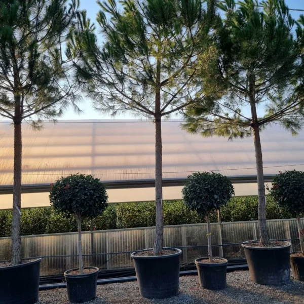 Pinus pinea (Pinija Sredozemski bor)