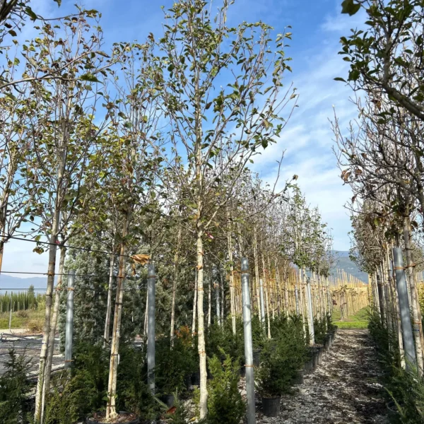 Magnolia 'Heaven Scent' (Magnolija)