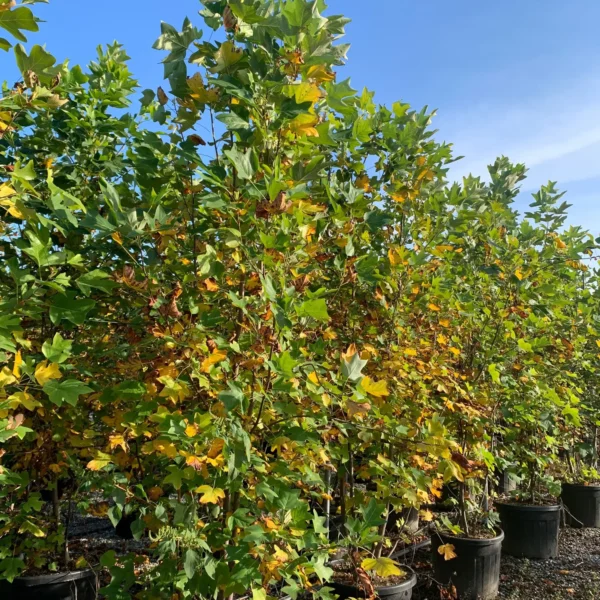 Liriodendron tulipifera (Tulipanovec)