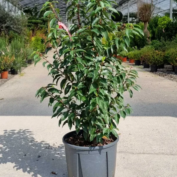 Prunus lusitanica `Angustifolia` (Portugalski lovorikovec)