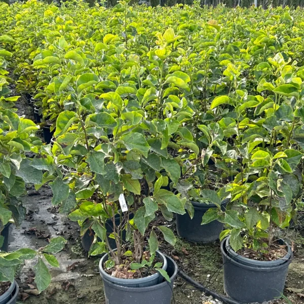 Magnolia liliiflora 'Nigra' (Tulipanovocvetna magnolija)