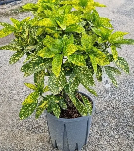 Aucuba japonica 'Crotonifolia Gold' (Aucuba)