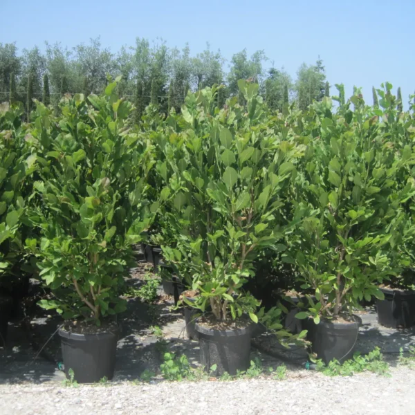 Magnolia x soulangeana (Soulangeeva magnolija)