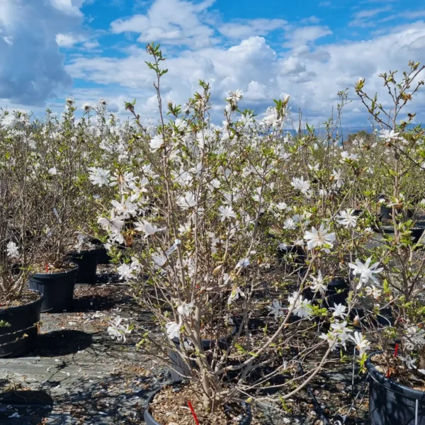 Magnolia stellata (Zvezdasta magnolija)