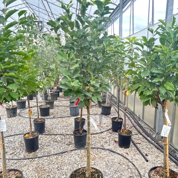 Magnolia 'Susan' (Sulanževa magnolija na steblu)