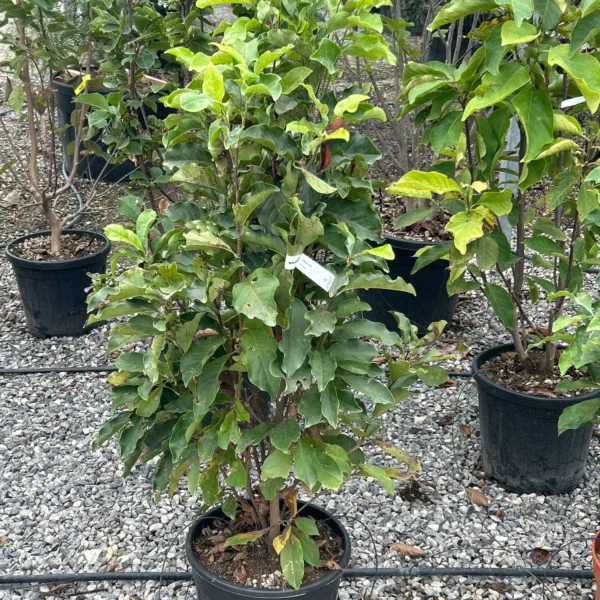 Magnolia 'Susan' (Sulanževa magnolija na steblu)