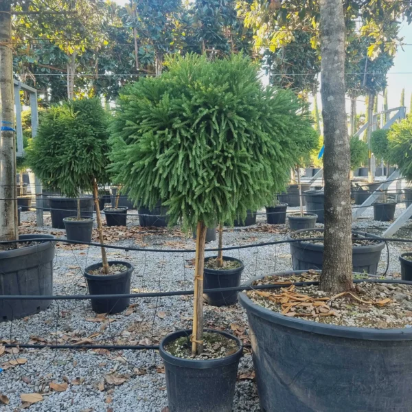 Cryptomeria japonica 'Globosa Nana ' (Kriptomerija - NA STEBU)