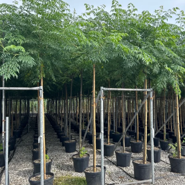 Melia Azedarach (Melija)