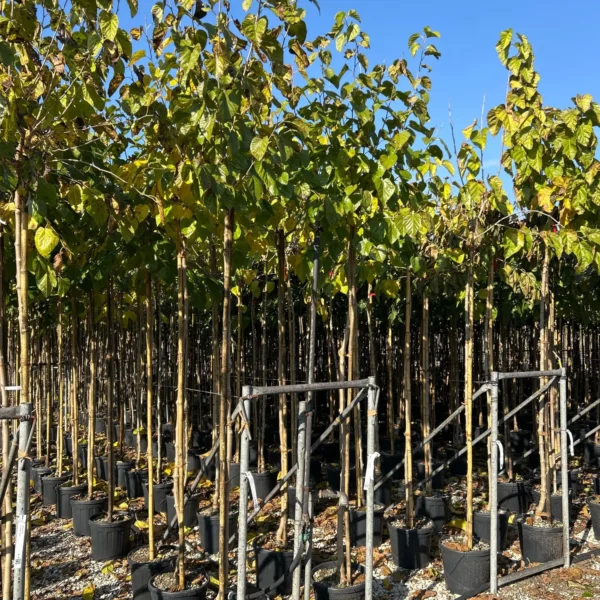 MORUS ALBA (Bela murva)