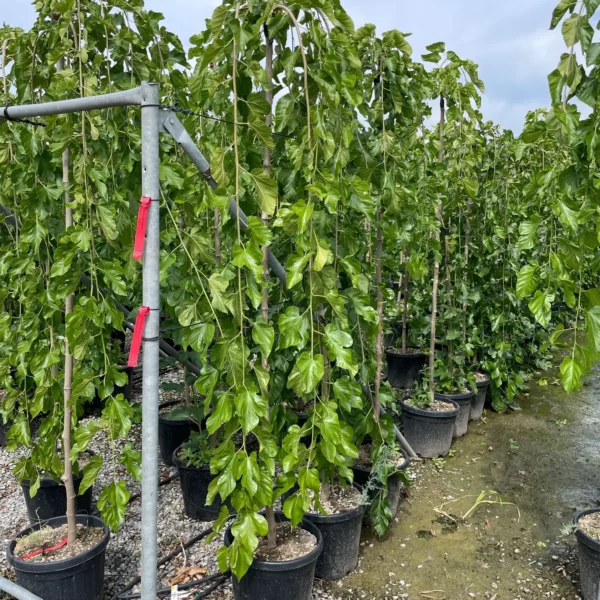 Morus alba 'Pendula' (Povešava murva)